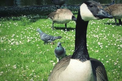 Ducks on a field