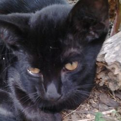 Close-up portrait of cat