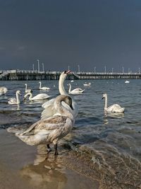 Swan on beach against sky