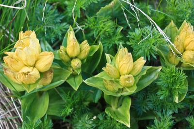 Close-up of yellow flowers