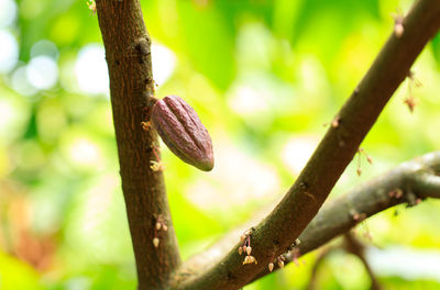 Close-up of plant growing on tree