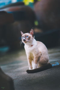 Portrait of cat looking away