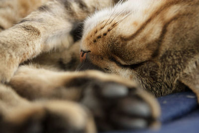 Close-up of cat sleeping