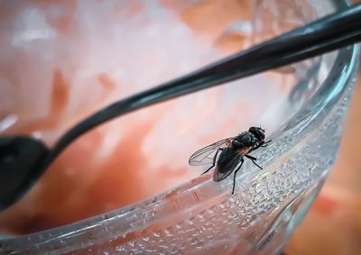 Close-up of fly on glass