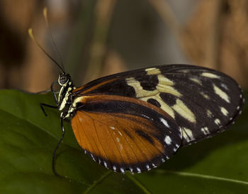 Close-up of butterfly