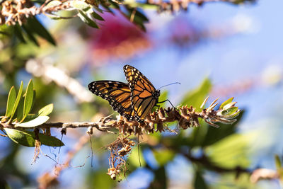 Close-up of butterfly pollinating on flower