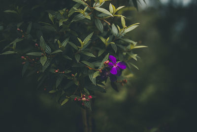 Purple myrtle blooms in moc chau