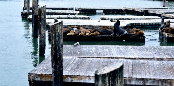 Seals on san francisco pier over ocean