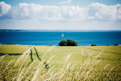 Scenic view of grassy area next to sea against cloudy sky