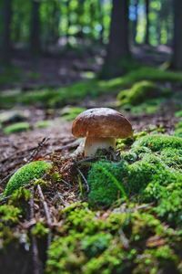 Close-up of mushroom growing on field