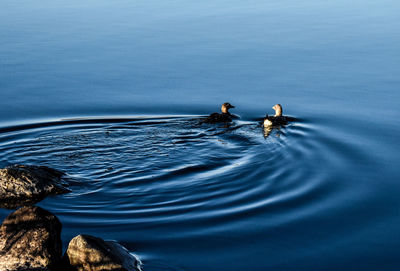 High angle view of men swimming in sea