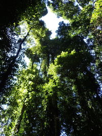 Low angle view of trees in forest