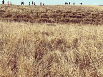 Scenic view of field against sky at the savannah komodo island 