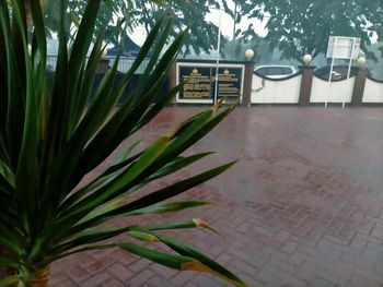 Close-up of potted plant against wall