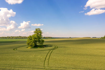 View from above on lonely tree with shadow in a green field and sky with clouds in the background