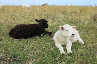 Sheep on field