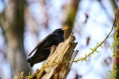 Low angle close-up of starling perching on branch