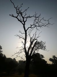 Low angle view of silhouette bare tree against sky