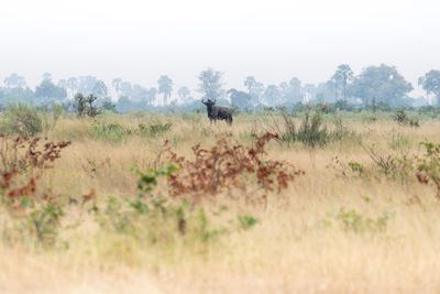 View of animals on field against sky