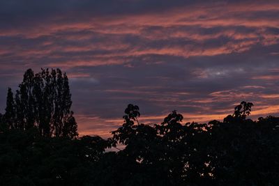 Silhouette plants against dramatic sky during sunset