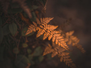 Close-up of maple leaves on tree during autumn