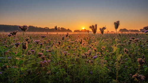 Scenic view of grassy field against sky during sunset