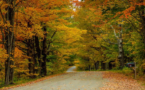 Empty road passing through forest