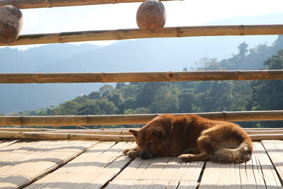 View of a dog against the sky