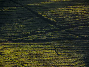 High angle view of agricultural field