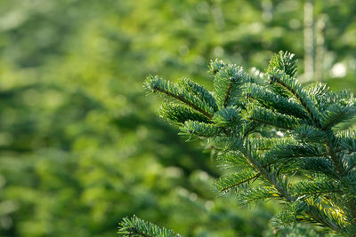 Close-up of pine tree