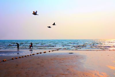 Birds flying over beach