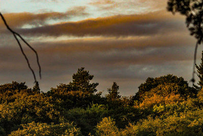 Low angle view of silhouette trees against sky during sunset