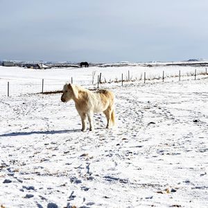 View of white horse on snow covered land