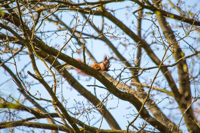 Low angle view of bird perching on tree against sky