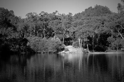 Reflection of trees in lake