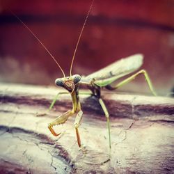 Close-up of insect