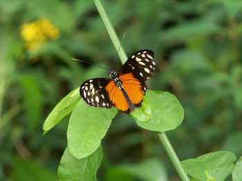 Butterfly on leaf