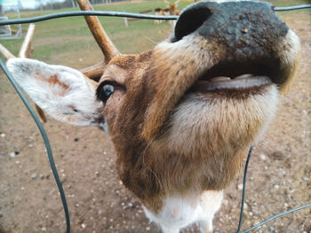 Close-up of sheep