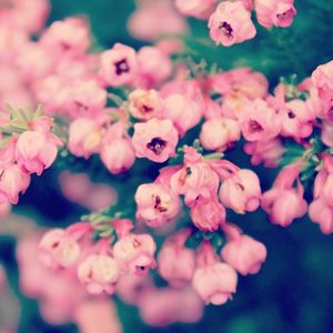 Close-up of pink flowers