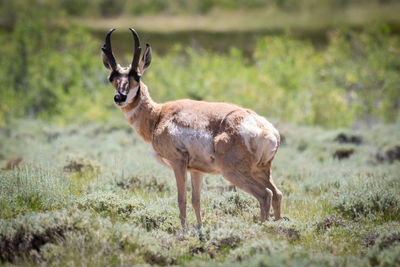 Pronghorn on plants in forest