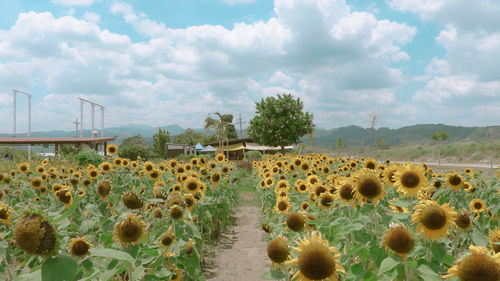 View of plants growing on field against sky