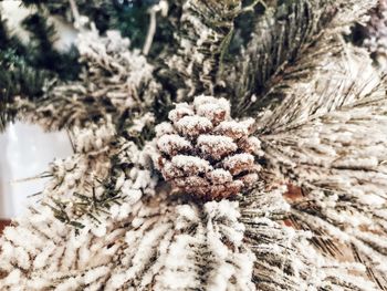 Close-up of pine cone on tree during winter