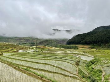 Scenic view of agricultural field against sky