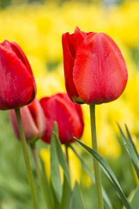 Close-up of red tulip