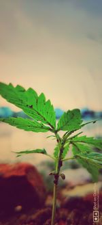 Close-up of plant against sky