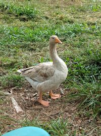 Duck on field