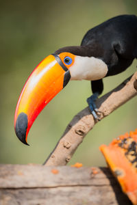 Close-up of bird perching outdoors