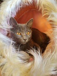 Close-up portrait of cat relaxing at home