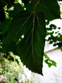 Low angle view of leaf on tree