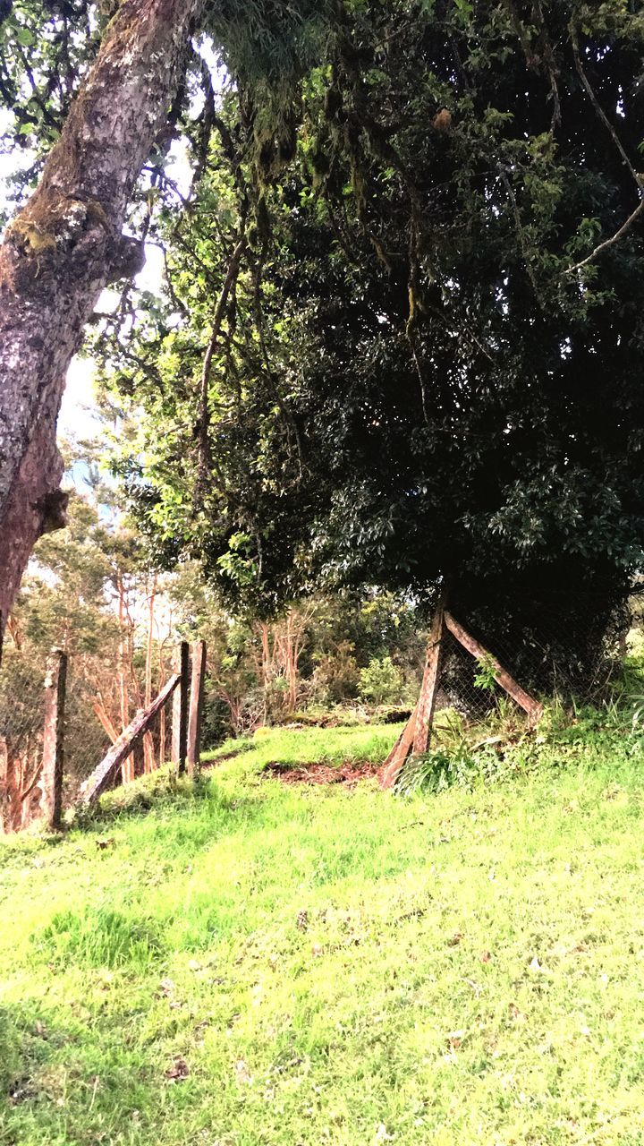 plant, tree, land, grass, nature, growth, day, no people, green color, field, tranquility, outdoors, forest, beauty in nature, architecture, sunlight, built structure, tranquil scene, landscape, tree trunk